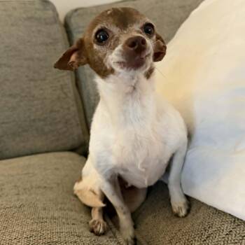 Chihuahua Dogs Available for Adoption in Lexington, Kentucky - Gemma | PetCurious