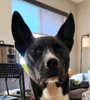 Hari - Courtesy Post Adopt Me! -  Cattle Dog and Retriever Dog for Adoption in Lake Forest, California - Hari - Courtesy Post Adopt Me! | PetCurious