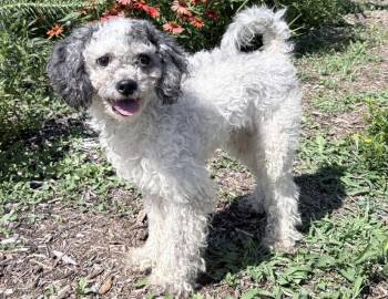 Micah -  Poodle Dog for Adoption in Columbus, Indiana - Micah | PetCurious