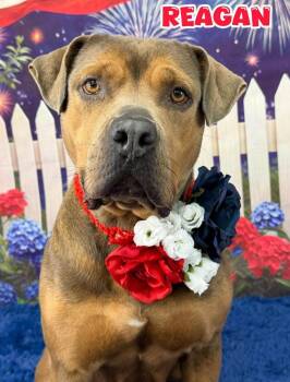 Reagan -  Mixed Breed Dog for Adoption in Flint, Michigan - Reagan | PetCurious