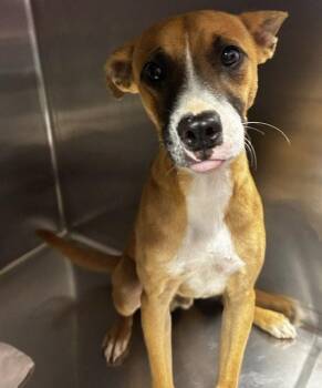 Carmelo 7mo AVA 9/16 -  Labrador Retriever Dog for Adoption in Sterling, Massachusetts - Carmelo 7mo AVA 9/16 | PetCurious