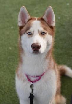 Siberian Husky Dogs Available for Adoption in New York, New York - Wavy | PetCurious