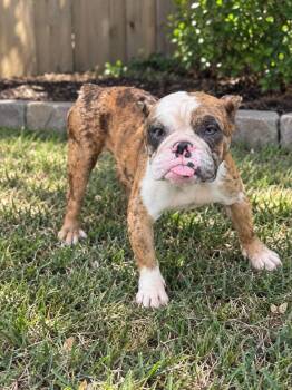 Jinx -  Bulldog Dog for Adoption in Lutz, Florida - Jinx | PetCurious