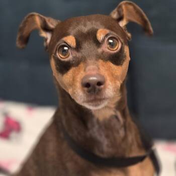 Bambi -  Miniature Pinscher Dog for Adoption in Normal, Illinois - Bambi | PetCurious
