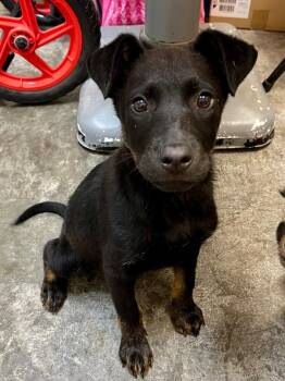 Catahoula Leopard Dog and Labrador Retriever Dogs Available for Adoption in Clinton, South Carolina - Gryphon | PetCurious