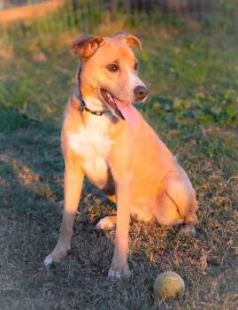 Rescue Mixed Breed Dogs for Adoption in Statesville, North Carolina - Layla | PetCurious