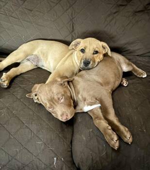 Labrador Retriever and Pit Bull Terrier Dogs Available for Adoption - Elle | PetCurious