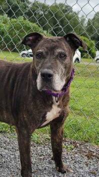 Rescue Pit Bull Terrier Dogs for Adoption in Williamsport, Pennsylvania - Brynlee | PetCurious
