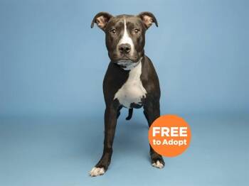 GROGU -  Pit Bull Terrier Dog for Adoption in Phoenix, Arizona - GROGU | PetCurious