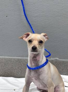 QUESO -  Chihuahua and Mixed Breed Dog for Adoption in Las Vegas, Nevada - QUESO | PetCurious