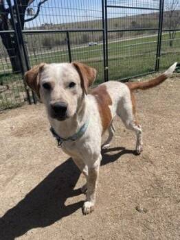 Fox Terrier and Mixed Breed Dogs Available for Adoption - Roscoe | PetCurious