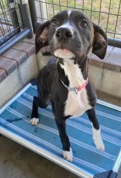 Rescue Mixed Breed Dogs for Adoption in Ocala, Florida - Isla | PetCurious