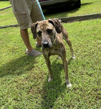 Rescue Mixed Breed Dogs for Adoption in Shelburne, Vermont - Huskyanna | PetCurious