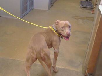 ZYLA -  Pit Bull Terrier Dog for Adoption in Sacramento, California - ZYLA | PetCurious