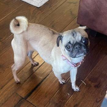 Rescue Pug Dogs for Adoption in Alvin, Texas - Millie | PetCurious