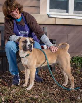 Mixed Breed Dogs Available for Adoption in Chamblee, Georgia - Wisconsin | PetCurious