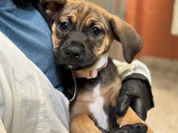 MINNIE -  Boxer and Chihuahua Dog for Adoption in Pueblo, Colorado - MINNIE | PetCurious