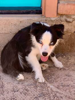 Kitty, adorable 1 year old purebred Mini/Toy Aussie -  Australian Shepherd Dog for Adoption in Oro Valley, Arizona - Kitty, Adorable 1 Year Old Purebred Mini/Toy Aussie | PetCurious