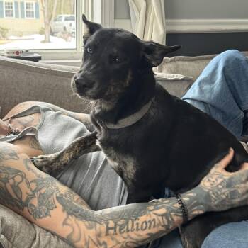 Australian Cattle Dog Blue Heeler and Terrier Dogs Available for Adoption in Longview, Texas - Chloe | PetCurious