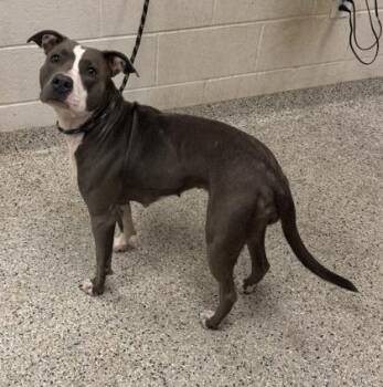 Bunny Sutherland -  Pit Bull Terrier and Mixed Breed Dog for Adoption in Kansas City, Missouri - Bunny Sutherland | PetCurious