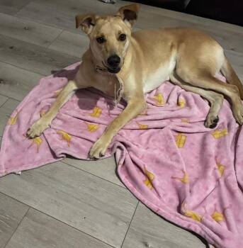 Maggie -  Labrador Retriever Dog for Adoption in Plainfield, Illinois - Maggie | PetCurious