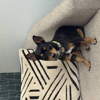 Tila Tequila -  Chihuahua and Miniature Pinscher Dog for Adoption in Denver, Colorado - Tila Tequila | PetCurious
