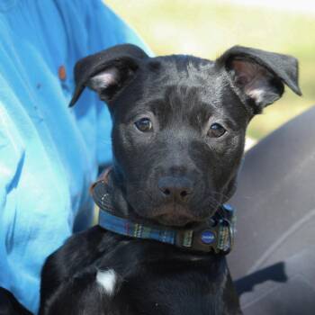 Catahoula Leopard Dog Dogs Available for Adoption in Columbia, South Carolina - Electrician | PetCurious