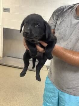 Rescue Labrador Retriever and Mixed Breed Dogs for Adoption in Fort Worth, Texas - 2 | PetCurious