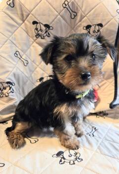 Yorkshire Terrier Dogs Available for Sale in Charlton, Massachusetts - Little Rosie  | PetCurious