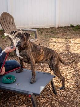 Mixed Breed Dogs Available for Adoption in Chamblee, Georgia - Creed | PetCurious