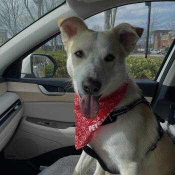 Cattle Dog and German Shepherd Dog Dogs Available for Adoption - Koda | PetCurious