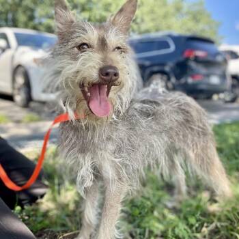 Tilly -  Miniature Schnauzer and Mixed Breed Dog for Adoption in Wimberley, Texas - Tilly | PetCurious
