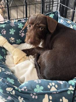 Wynston -  Dachshund Dog for Adoption in Salt Lake City, Utah - Wynston | PetCurious