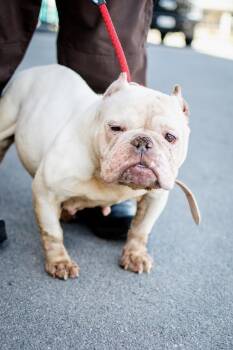 Lolita -  English Bulldog Dog for Adoption in Frankfort, New York - Lolita | PetCurious