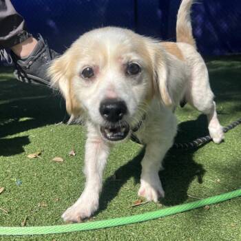 Axel -  Mixed Breed Dog for Adoption - Axel | PetCurious