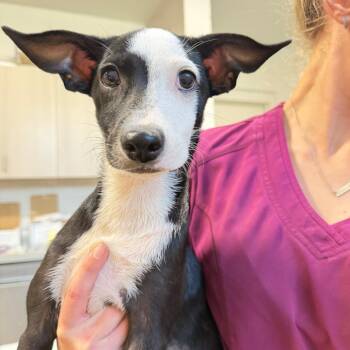 Agatha -  Mixed Breed Dog for Adoption in Englewood, Florida - Agatha | PetCurious