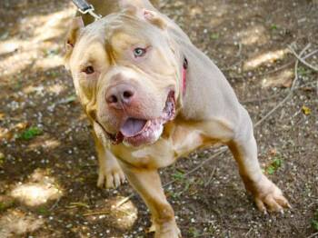 LITTLE MAN -  Pit Bull Terrier Dog for Adoption in Tallahassee, Florida - LITTLE MAN | PetCurious
