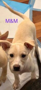 M&M -  Shepherd Dog for Adoption in Newnan, Georgia - M&M | PetCurious