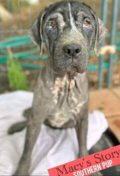 Rescue Labrador Retriever Dogs for Adoption in Brooks, Maine - Macy | PetCurious