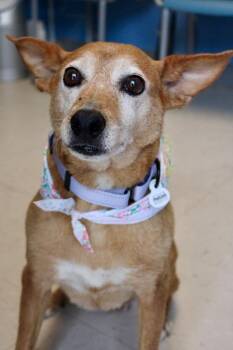 Trixie -  Terrier Dog for Adoption in Morgantown, Kentucky - Trixie | PetCurious