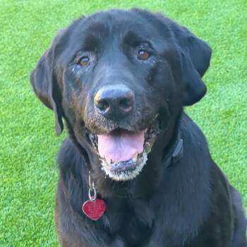 Rescue Labrador Retriever Dogs for Adoption in San Diego, California - Maya Ann | PetCurious