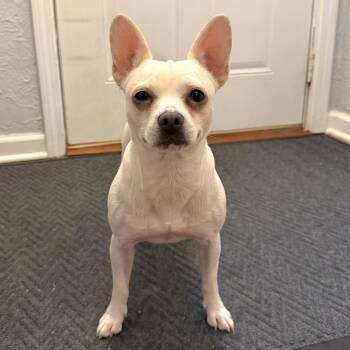Liliana -  Chihuahua and French Bulldog Dog for Adoption in Shakopee, Minnesota - Liliana | PetCurious