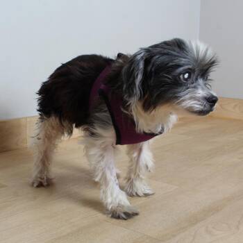 Poodle and Mixed Breed Dogs Available for Adoption - Yoko D17184 | PetCurious