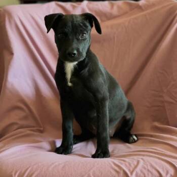 Wednesday -  Mixed Breed Dog for Adoption in Munster, Indiana - Wednesday | PetCurious