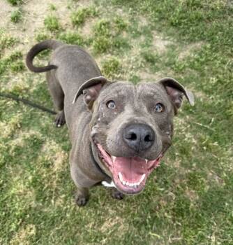 Rescue American Staffordshire Terrier Dogs for Adoption in Tulare, California - Chavo | PetCurious