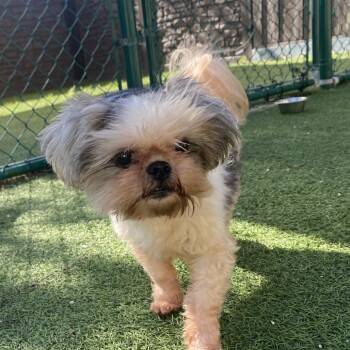 Cookie 1891 -  Shih Tzu Dog for Adoption in Loxahatchee Groves, Florida - Cookie 1891 | PetCurious
