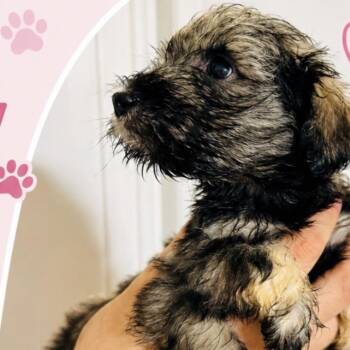 Poppy -  Schnauzer Dog for Adoption in San Diego, California - Poppy | PetCurious