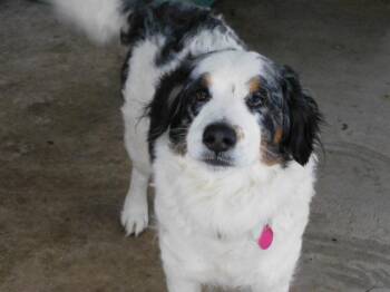 Bernese Mountain Dog and Poodle Dogs Available for Adoption - NAAN | PetCurious