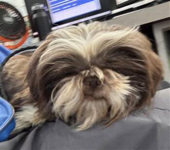 TOBY -  Mixed Breed Dog for Adoption in Dallas, Texas - TOBY | PetCurious