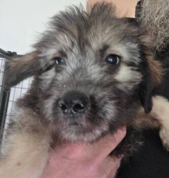 Kona -  Skye Terrier Dog for Adoption in Thompson Falls, Montana - Kona | PetCurious